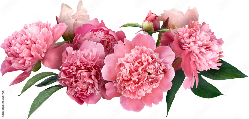 Pink peony isolated on a transparent background. Png file.  Floral arrangement, bouquet of garden flowers. Can be used for invitations, greeting, wedding card. - obrazy, fototapety, plakaty 