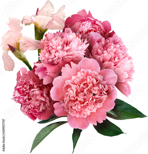 Pink peony isolated on a transparent background. Png file.  Floral arrangement, bouquet of garden flowers. Can be used for invitations, greeting, wedding card. photo