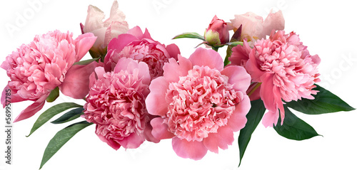Pink peony isolated on a transparent background. Png file.  Floral arrangement, bouquet of garden flowers. Can be used for invitations, greeting, wedding card. © RinaM