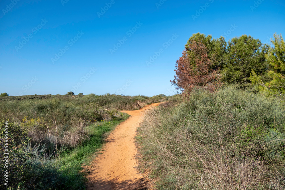 Sandy road between green bushes and trees