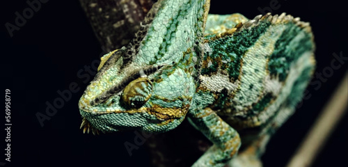 close up of chameleon