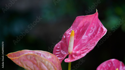 Flamingo flower, Pigtail Anthurium or Pigtail flamingo flower