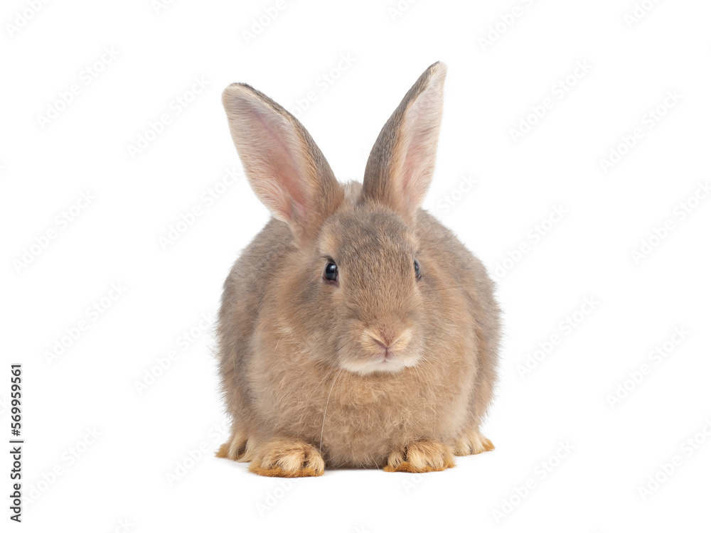 Front view of brown rabbit sitting on white background. Lovely action of young rabbit. Front view of brown rabbit sitting on white background. Lovely action of young rabbit.
