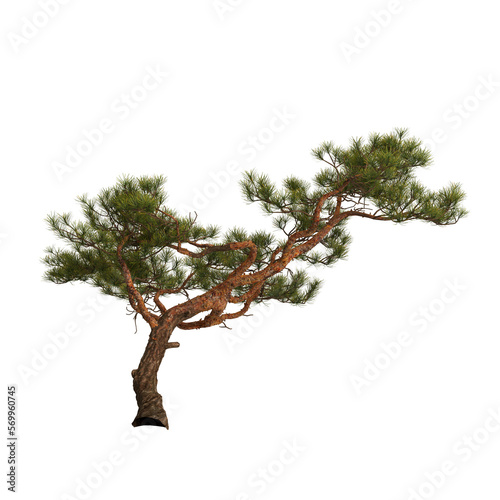 3d illustration of pine tree on rock isolated on transparent