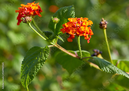 red and yellow flowers