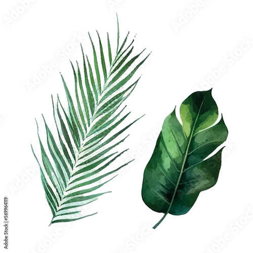 Watercolor tropical palm leaves exotic plant Vector illustration.