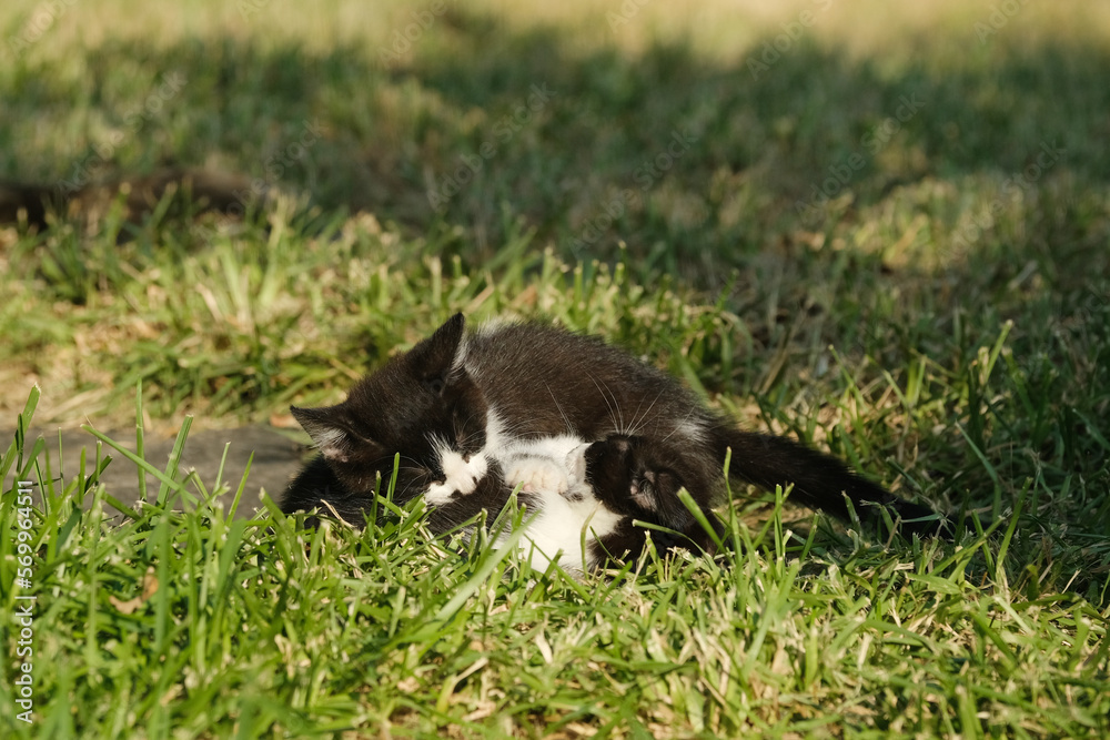 Pair of kittens playing in yard grass during spring season outdoors.