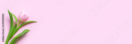 Fototapeta Naklejka Na Ścianę i Meble -  Beautiful delicate tulip flower on pink background banner. Panoramic web header with copy space. Wide screen wallpaper
