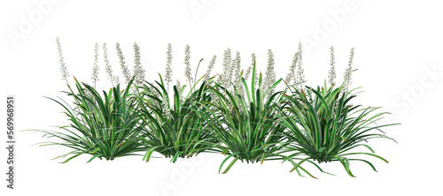 Flowers and shrubs in the garden on a transparent background.