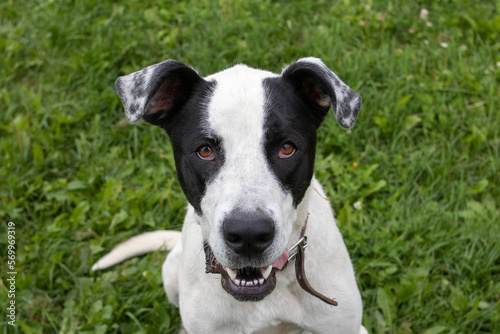 young black and white dog looks at the camera and smiles