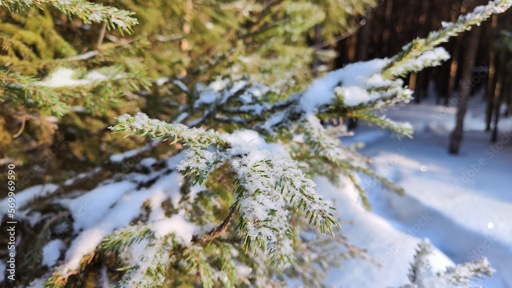 Beautiful winter scenery with snow on a spruce tree branch close-up. Winter spruce forest at sunny day. Christmas time