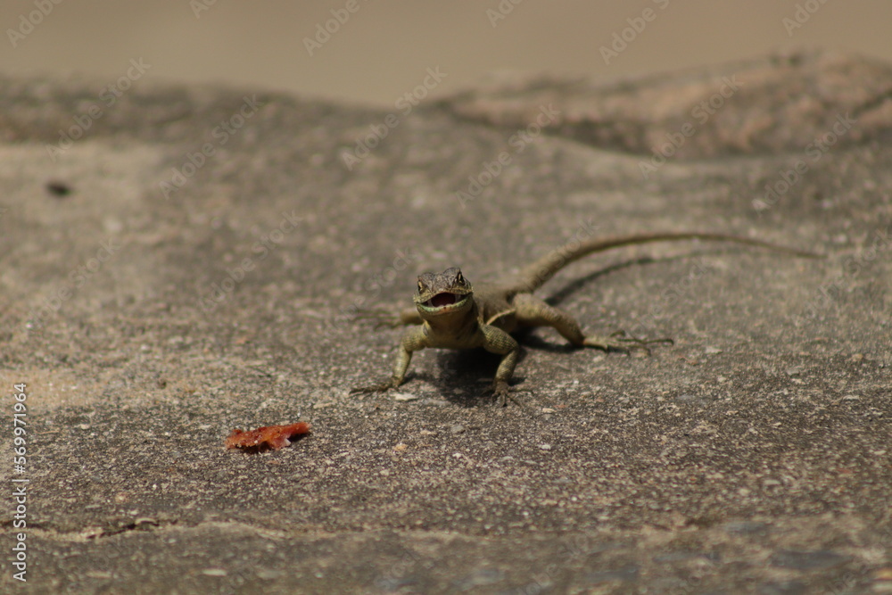 Obraz premium Little Lizard smiling