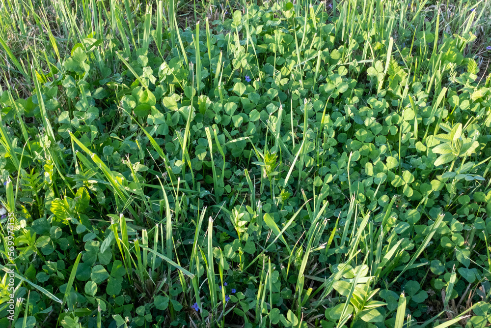 Fototapeta premium Green meadow, close-up. Background from grass field. Summer meadowland for publication, design, poster, calendar, post, screensaver, wallpaper, postcard, cover, website. High quality photo