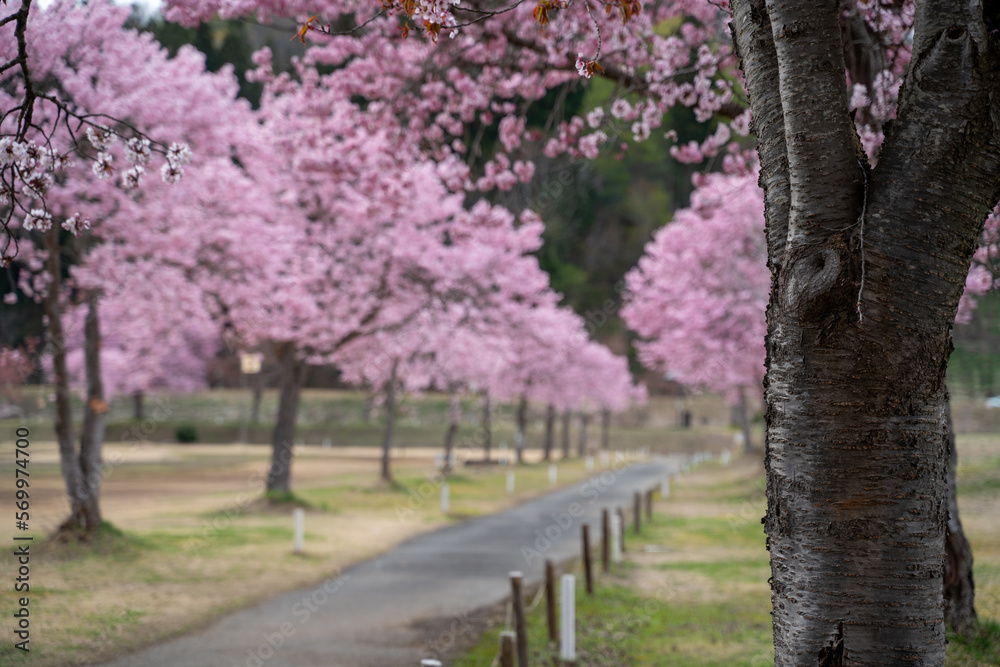 日本の桜　桜並木