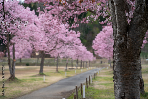 日本の桜 桜並木