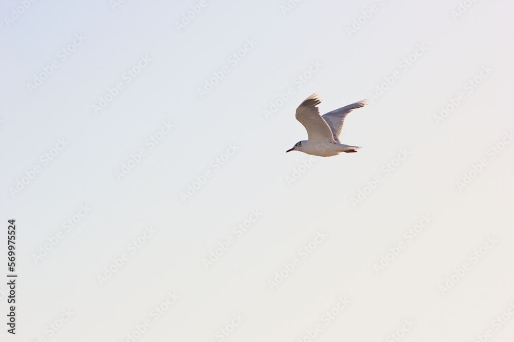 Obraz premium Gaviota volando sobre el mar por el cielo azul