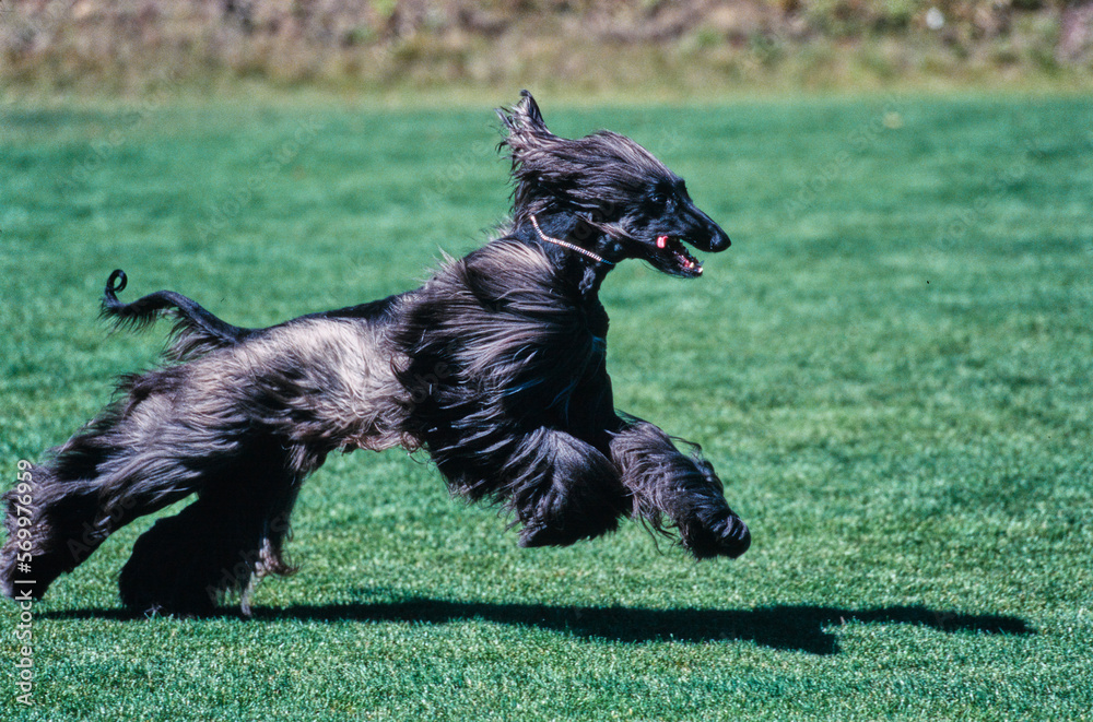 Black Afghan sprinting through field with mouth open and tongue out Black Afghan sprinting through field with mouth open and tongue out