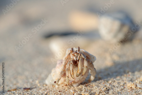Hermit crab  Paguroidea  in a shell on a sandy the beach.