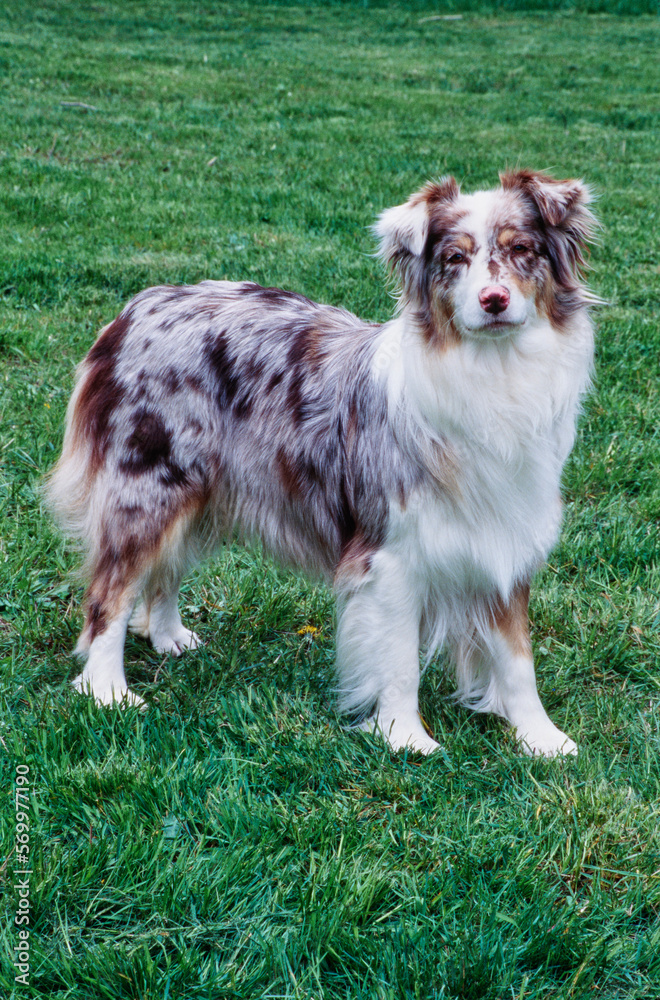 Pretty white and brown Australian Shepherd standing in grassy field outside