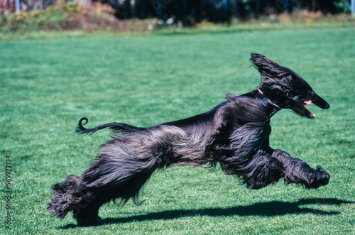 Black Afghan sprinting through field with mouth open