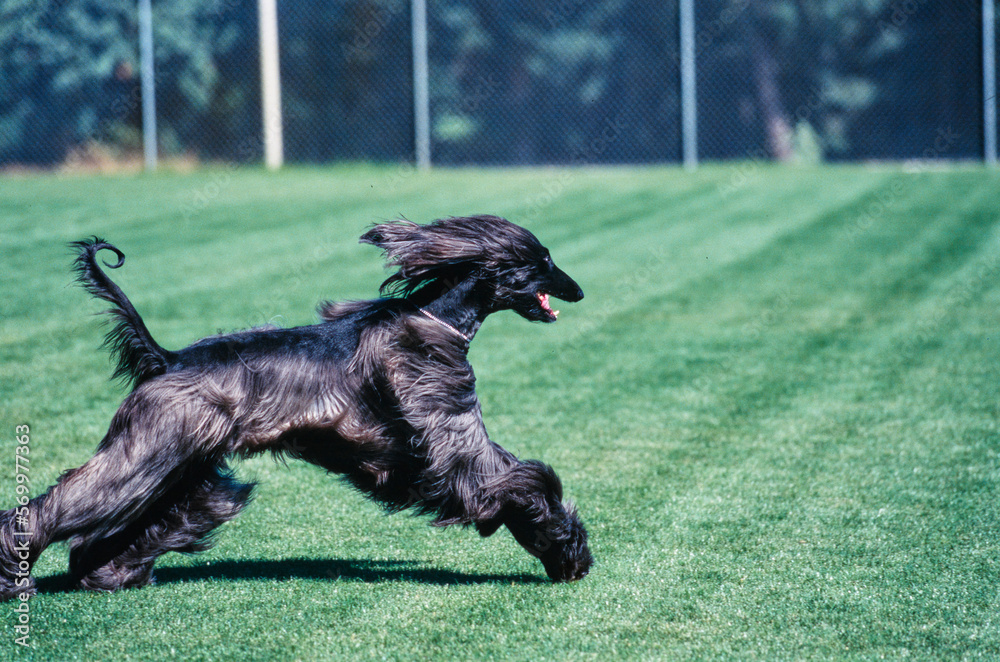 Black Afghan sprinting through large field with tongue out Black Afghan sprinting through large field with tongue out