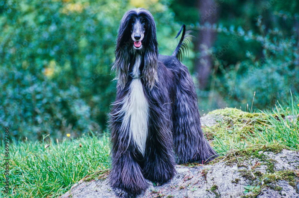 Afghan standing on moss covered rock Afghan standing on moss covered rock