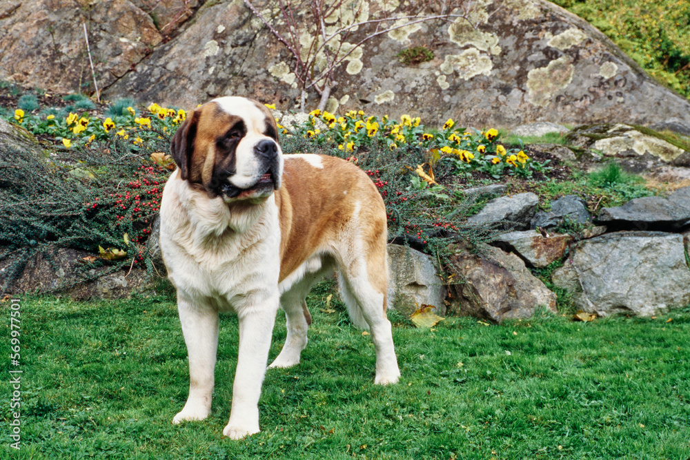 St. Bernard standing in grass in front of rocks