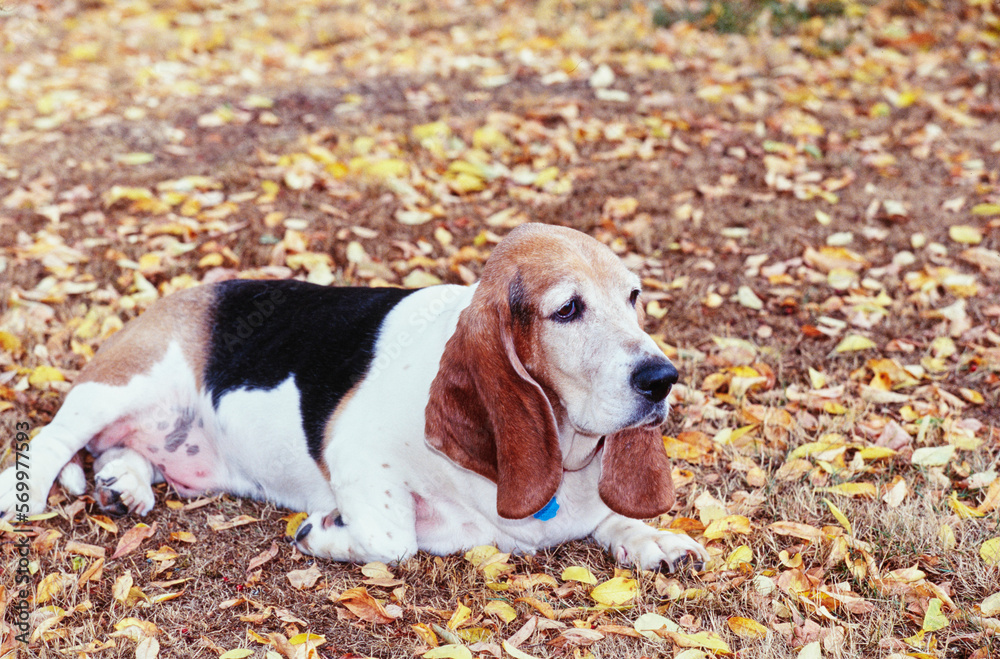 Basset Hound laying outside with yellow leaves in autumn