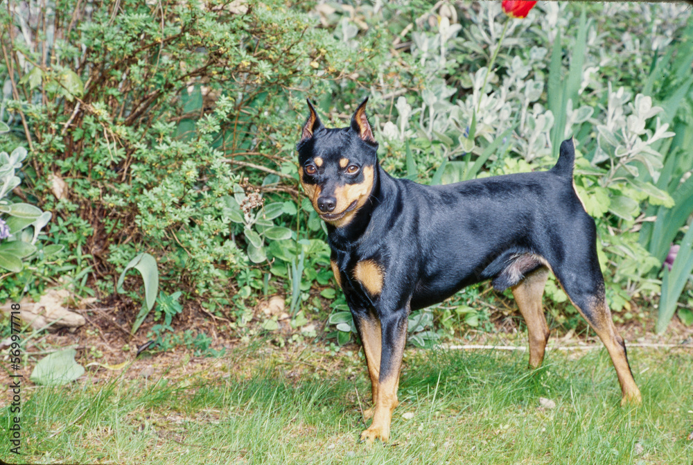 Mini Pinscher in bushes