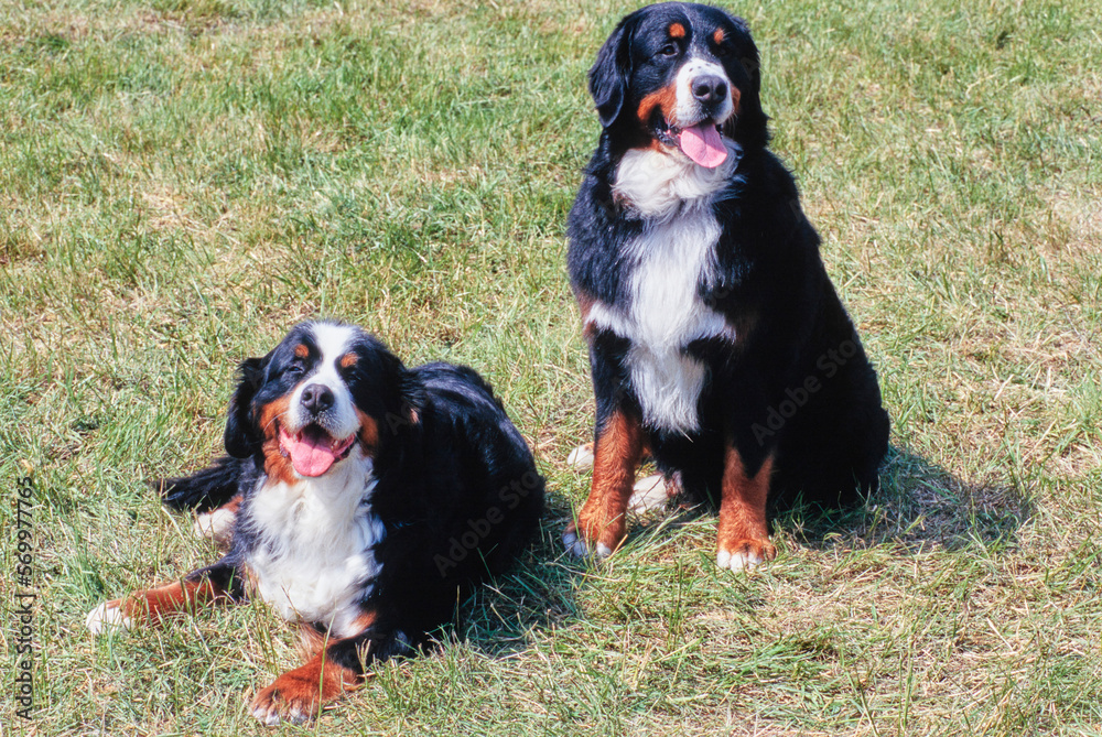 Two Bernese Mountain Dogs in field