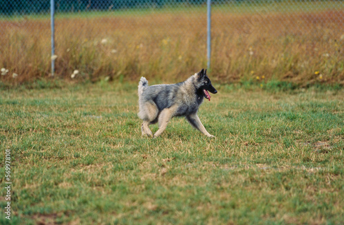 Two Belgian Shepherds in field in park with chain link fence soft focus in background