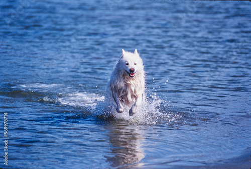 Samoyed running in water with mouth open