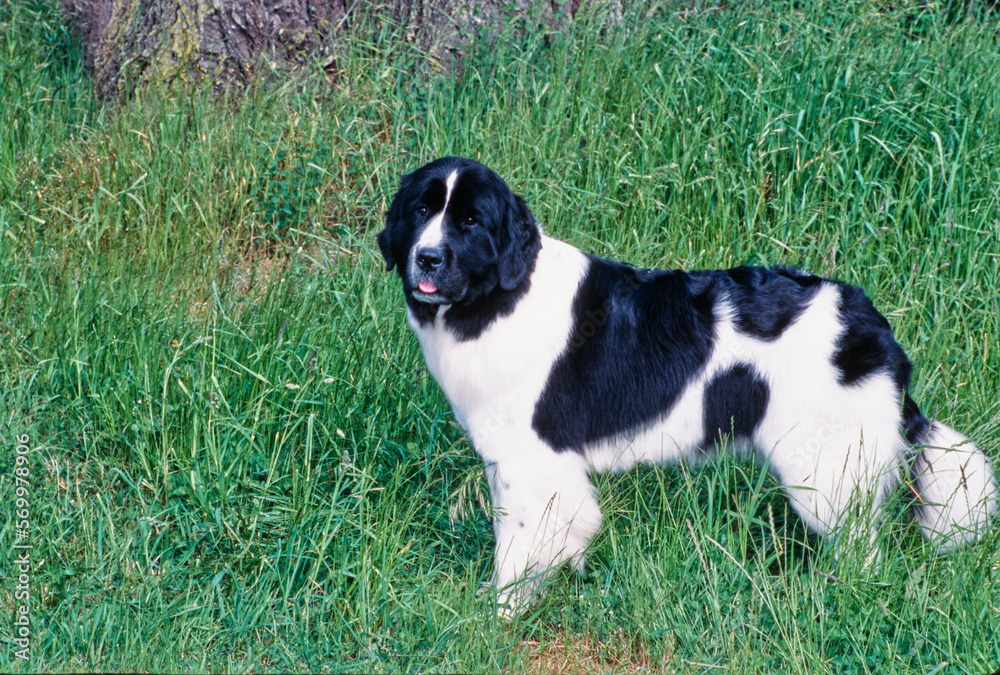 Newfoundland standing outside in tall in sunlight Newfoundland standing outside in tall in sunlight