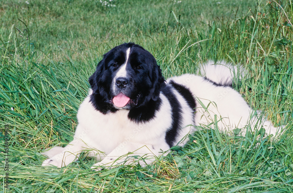 Newfoundland laying down outside in field of long grass with tongue out