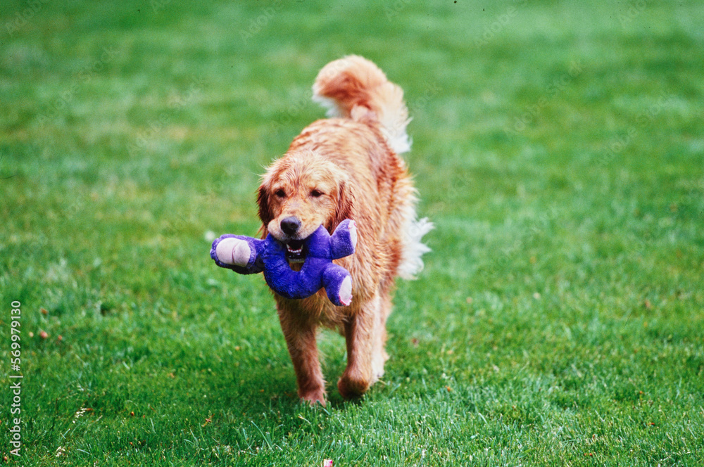 Golden retriever walking through grass with purple toy in mouth Golden retriever walking through grass with purple toy in mouth