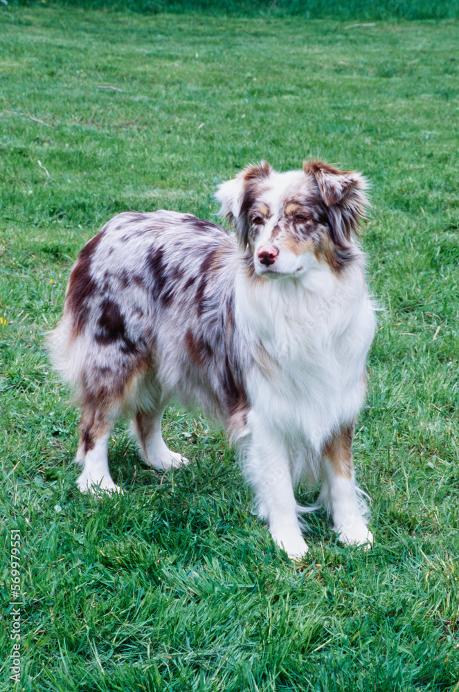 Pretty white and brown Australian Shepherd standing outside in yard Pretty white and brown Australian Shepherd standing outside in yard