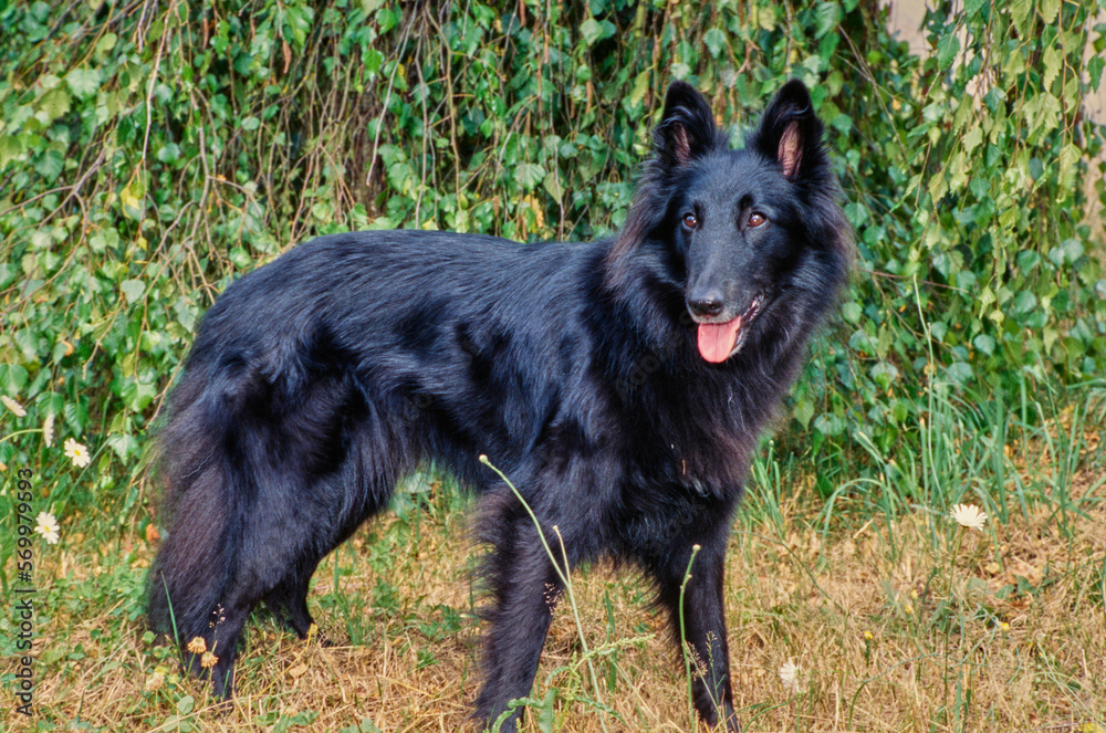 Black Belgian Shepherd outside standing in grass in front of bushes with mouth open and tongue out