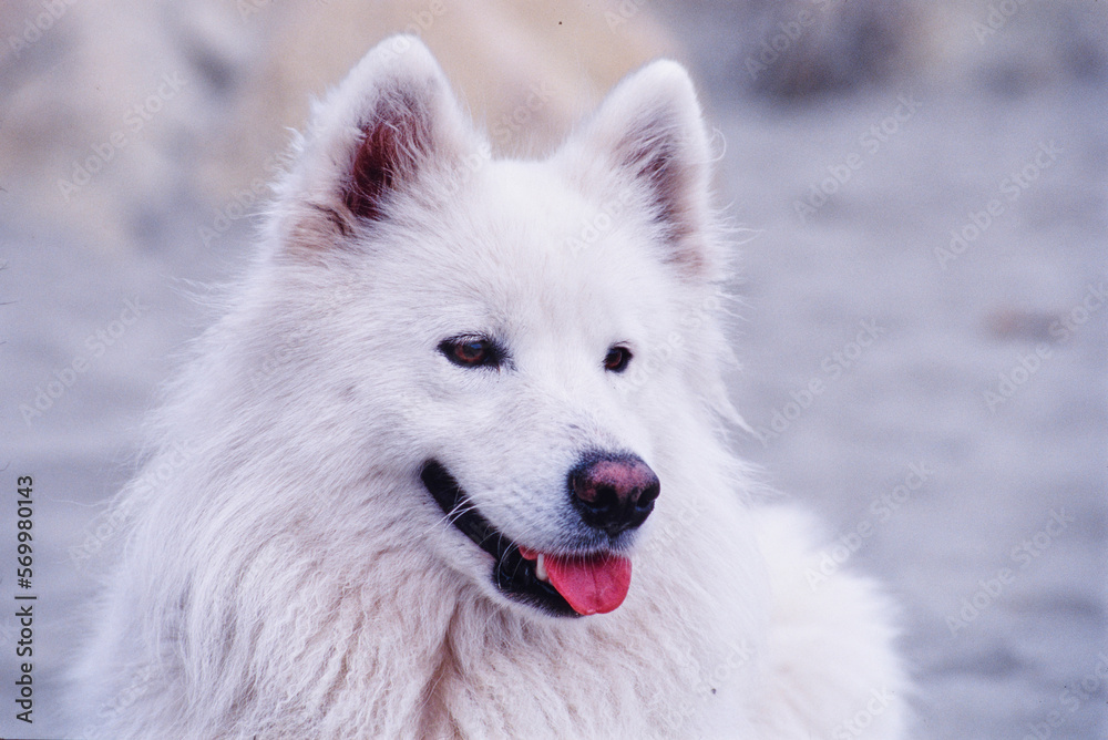 Close up of Samoyed in sand