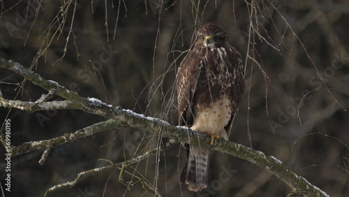 Canvas Print Common buzzard (Buteo buteo) sitting on a branch of tree in January