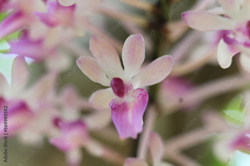 Fototapeta premium orchid flower