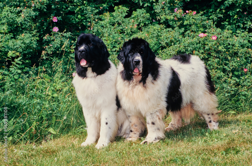 Two Newfoundlands outside standing in front of bushes outside Two Newfoundlands outside standing in front of bushes outside