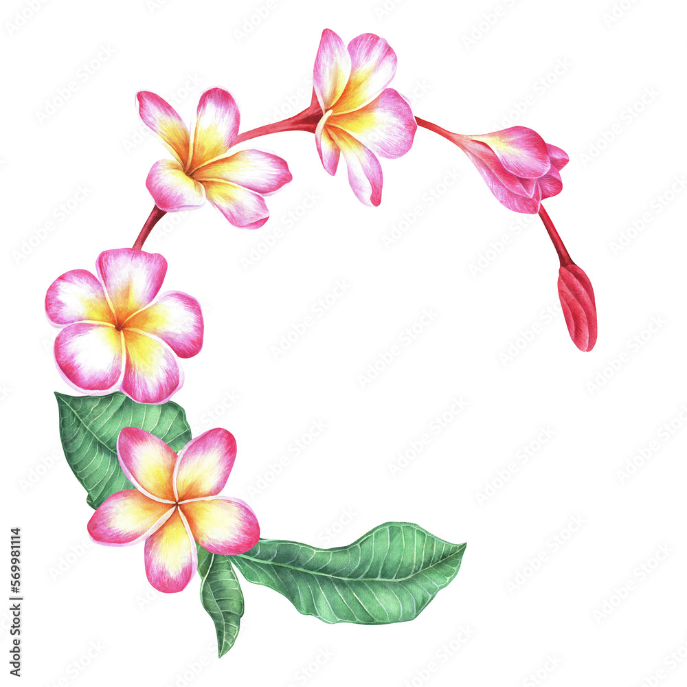 Wreath of plumeria flowers and leaves. Frangipani growth stages. Watercolor botanical illustration. Place for text or inscription. Isolated on a white background. For the design