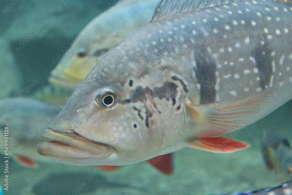 Fototapeta premium fish in aquarium