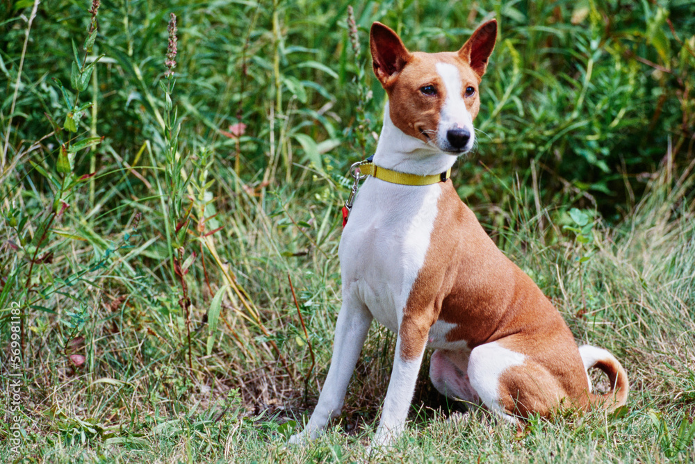 Basenji sitting outside in area with tall grass