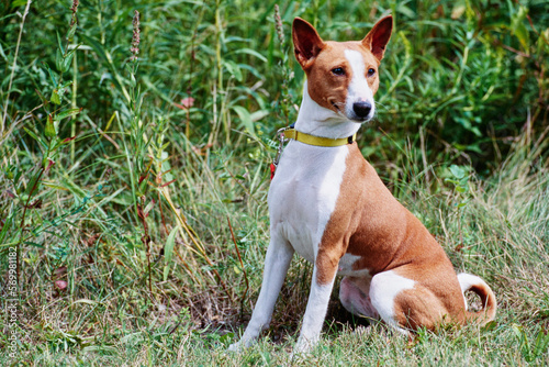 Basenji sitting outside in area with tall grass © SuperStock