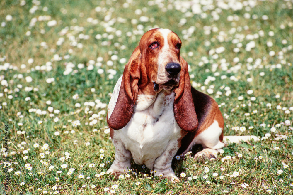 Basset Hound sitting outside on sunny day in grass with white flowers