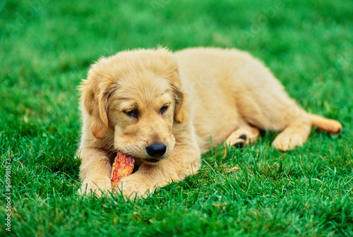 Фотография Golden retriever puppy chewing on rawhide while laying in grass outside