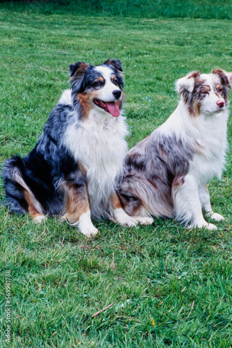 Two Australian Shepherds sitting together in grass