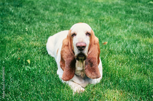 Basset Hound with droopy eyes laying down outside in grass