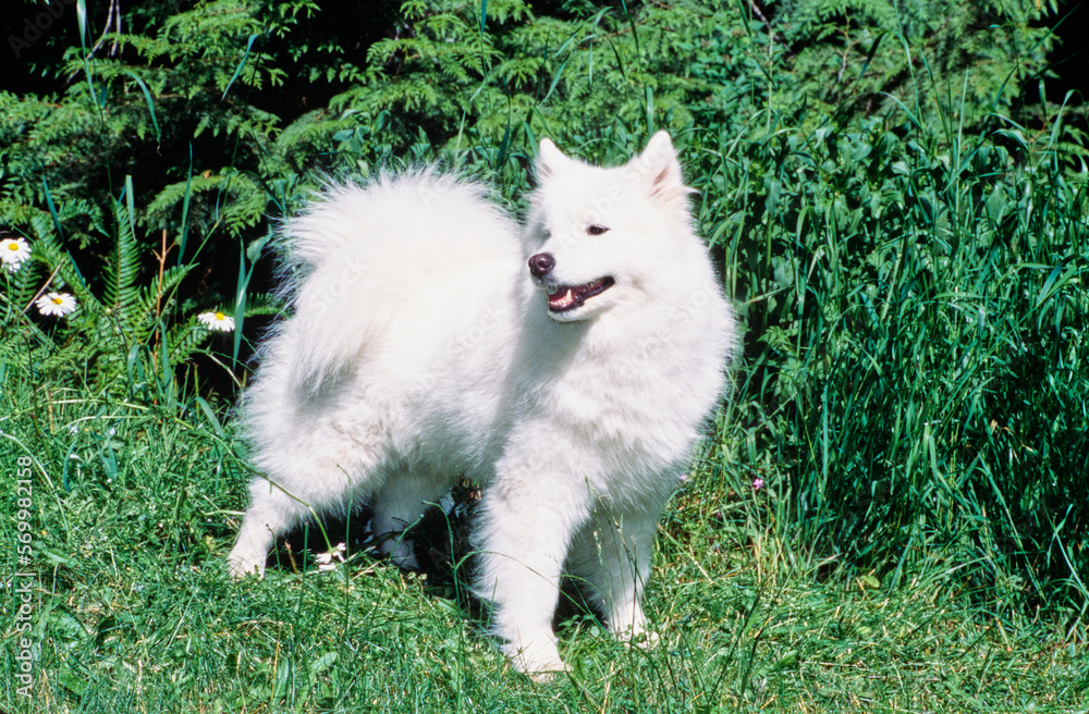 Samoyed standing in tall grass